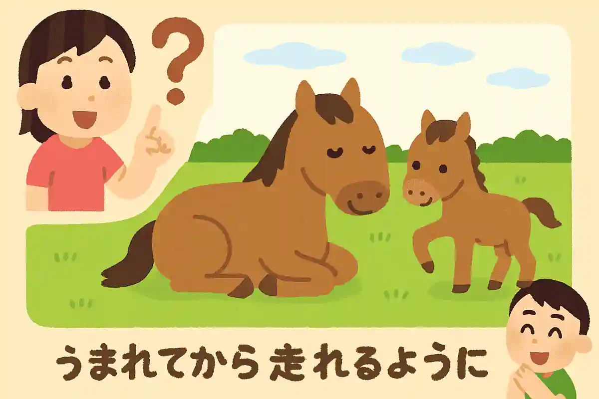馬のうまれてから走れるようになるまでどのくらいかかるでしょうか？NEW!