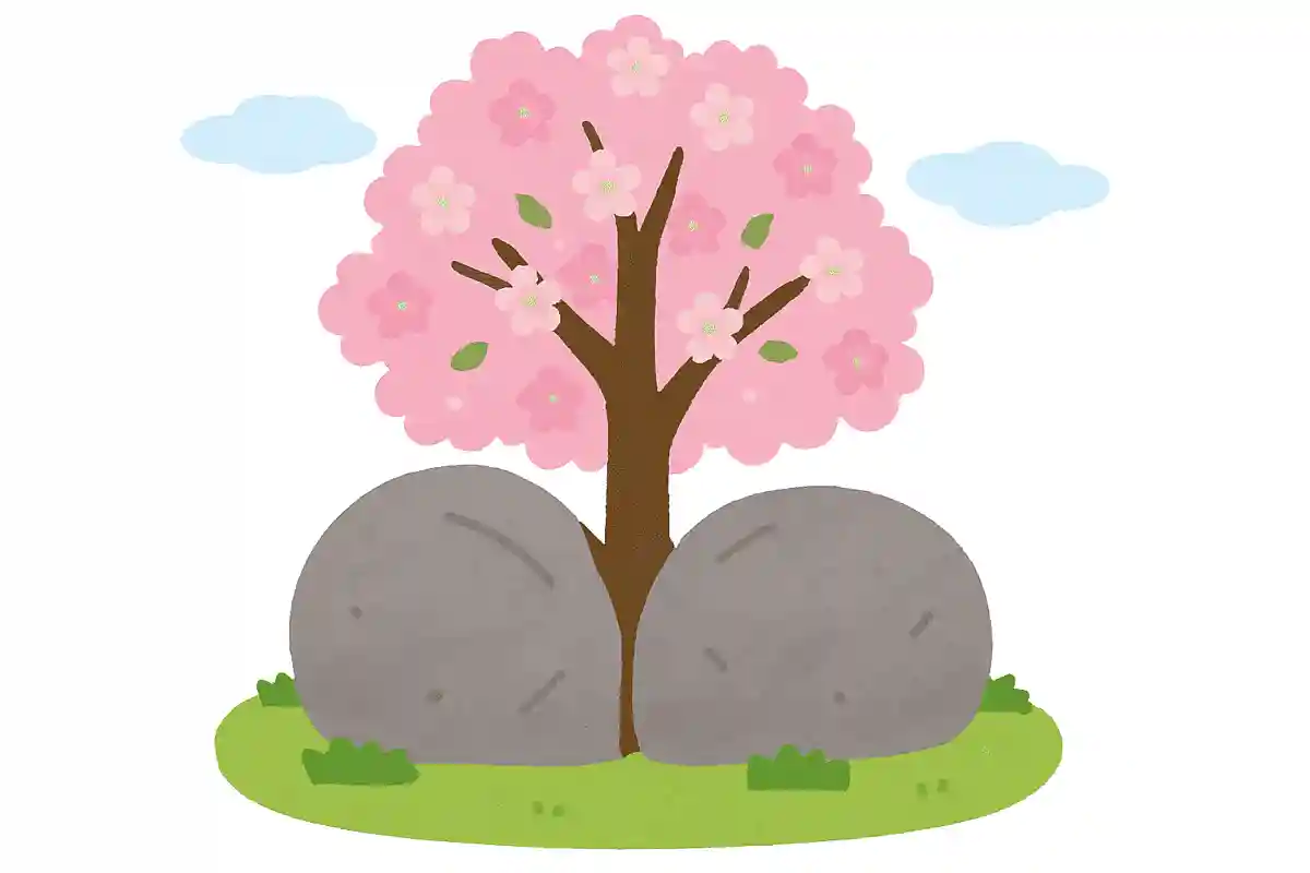 観光名所「石割桜」の名前の由来となった特徴は何でしょうか？NEW!
