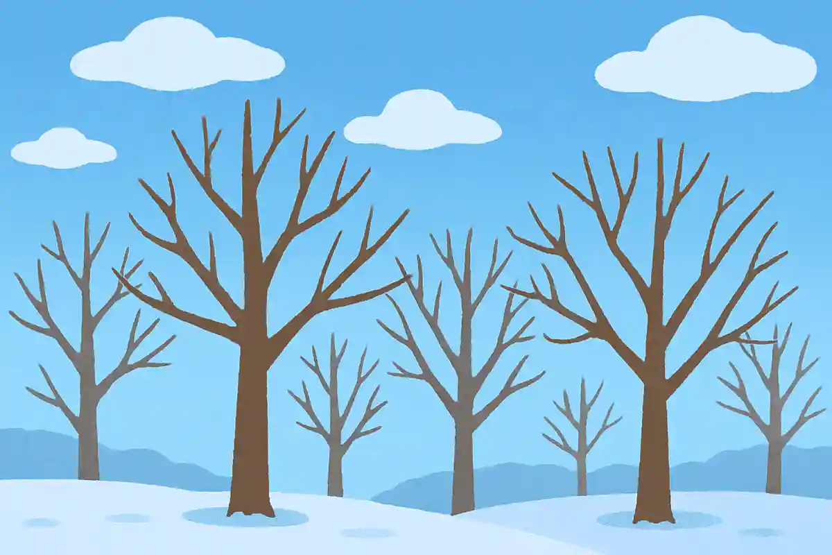 本当の 空が来ている 冬木立NEW!