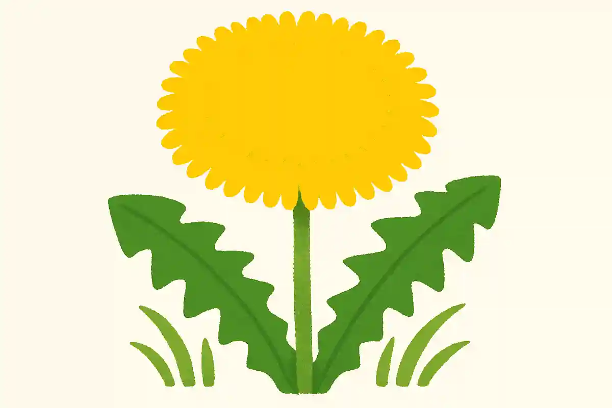 민들레 꽃은 약 100~200장의 꽃잎으로 이루어져 있다NEW!