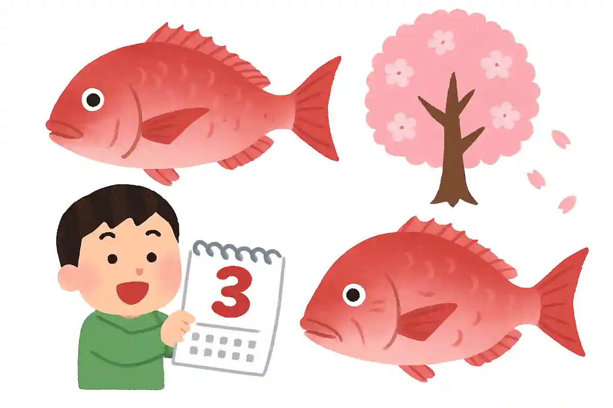 봄에 제철을 맞는 참돔은 30년 이상 사는 경우도 있다