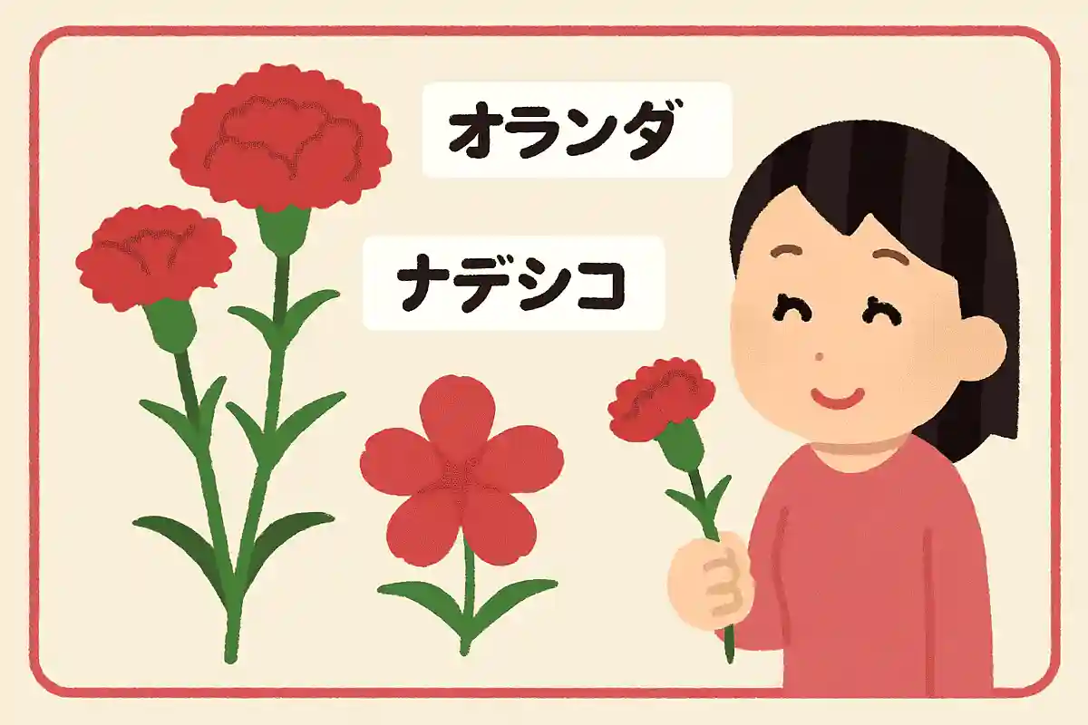 카네이션의 일본 이름은 ‘오란다세키치쿠’나 ‘오란다나데시코’ 등NEW!