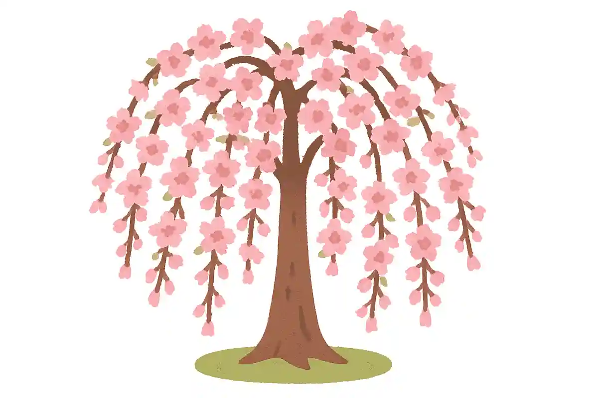 ‘枝垂桜’은(는) 무엇이라고 읽을까요?NEW!