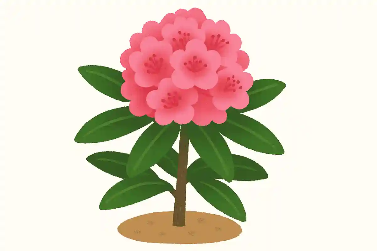 "석남화"는 뭐라고 읽을까요?NEW!