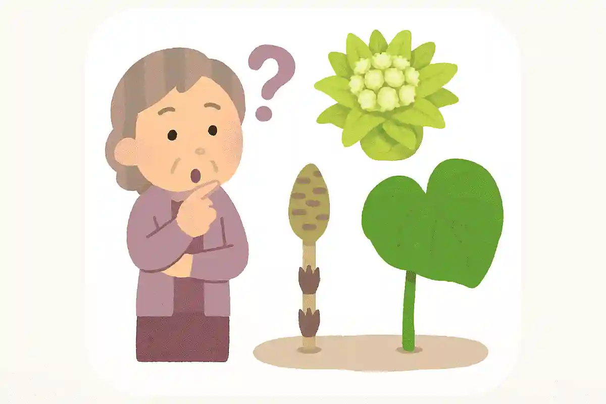 ふきのとうは、フキのどの部分のことを指すでしょうか？NEW!