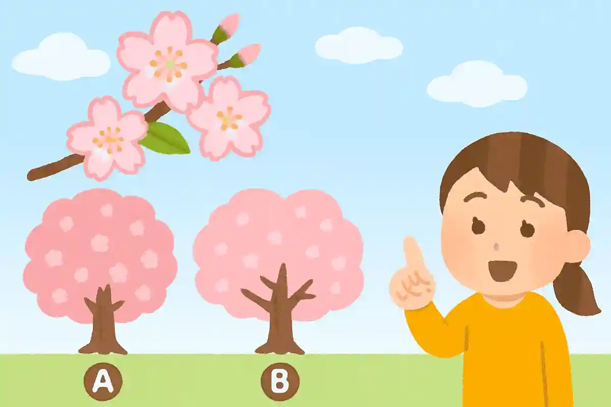 개화 선언에 사용되는 벚꽃은 다음 중 어느 것일까요?NEW!