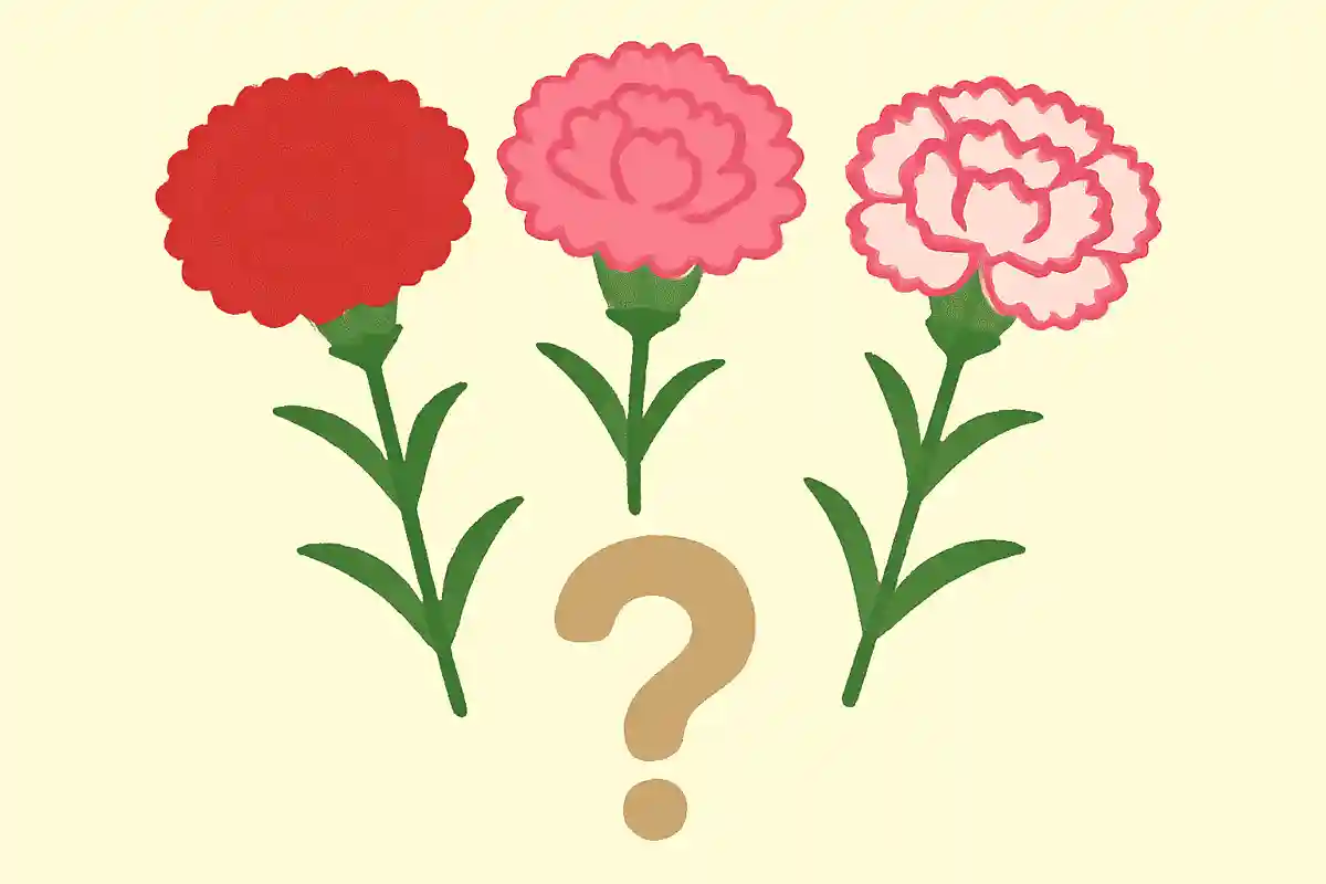 카네이션 꽃은 크게 나누면 몇 가지 유형이 있을까요?NEW!