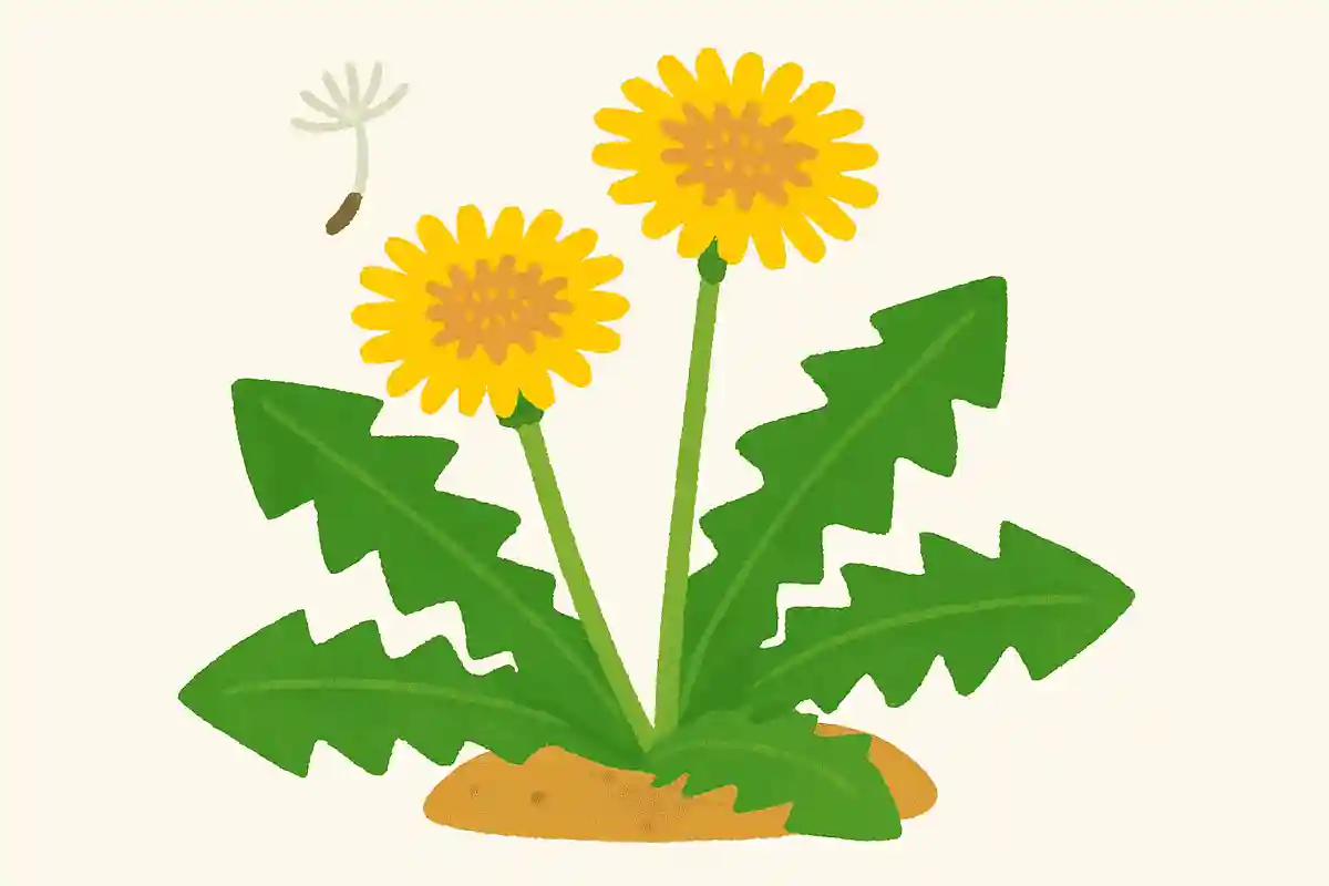 "민들레"는 어떻게 읽을까요?NEW!