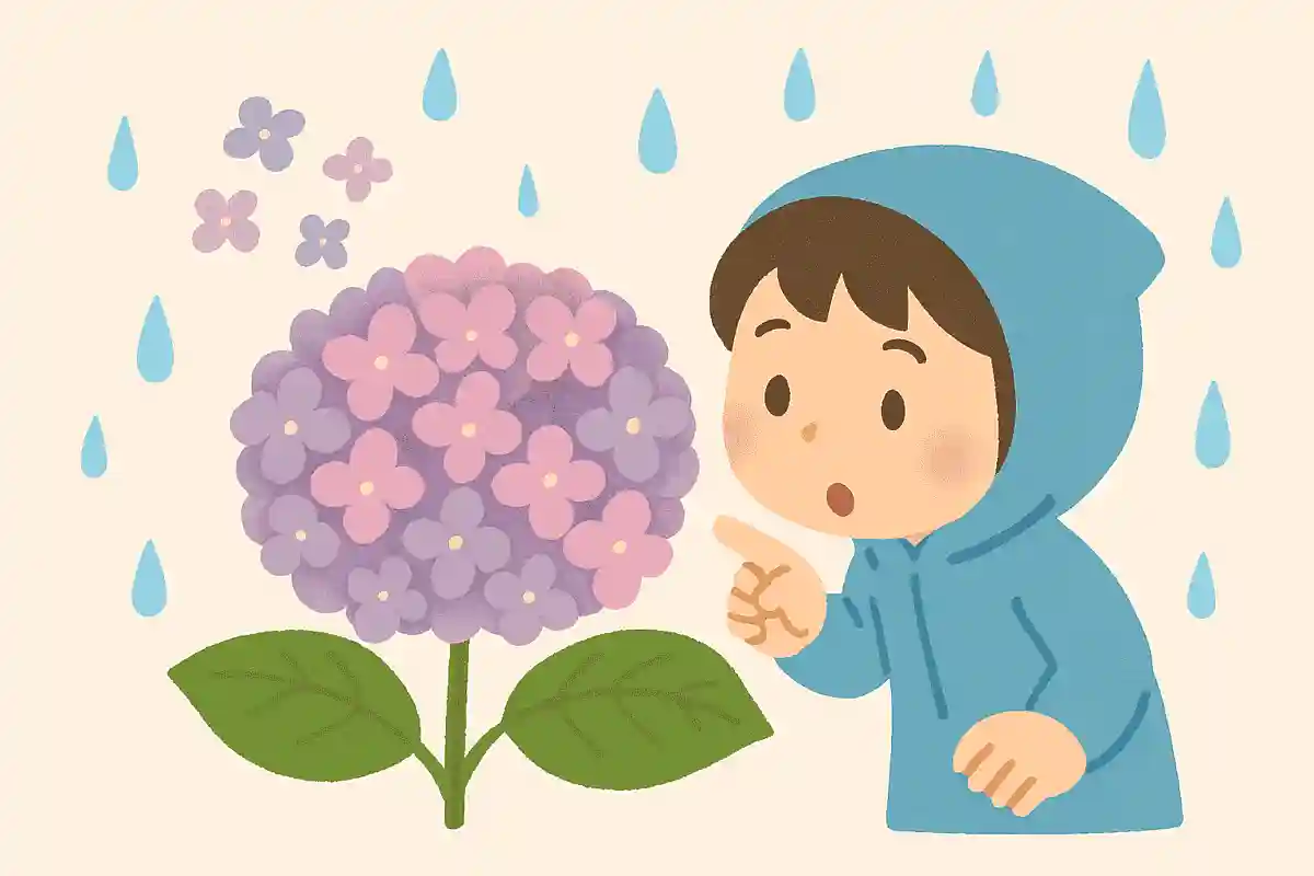 アジサイは何が集まって大きな1つの花になっているでしょう？