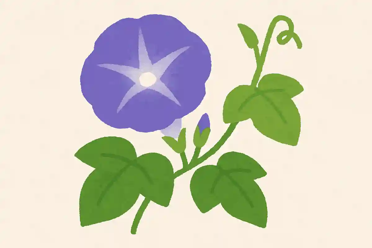 朝顔の花が咲くのはいつでしょう？NEW!