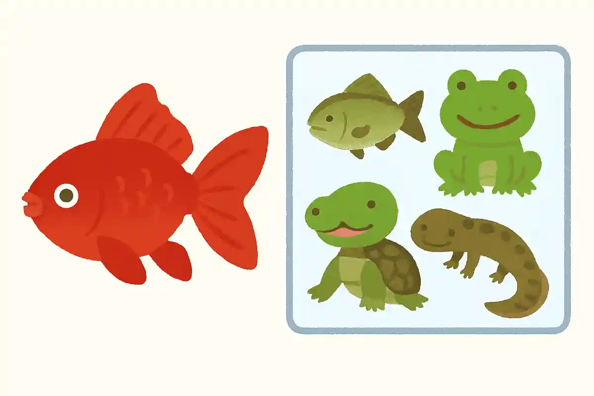 金魚すくいで人気の金魚は、もともと何の仲間でしょう？NEW!