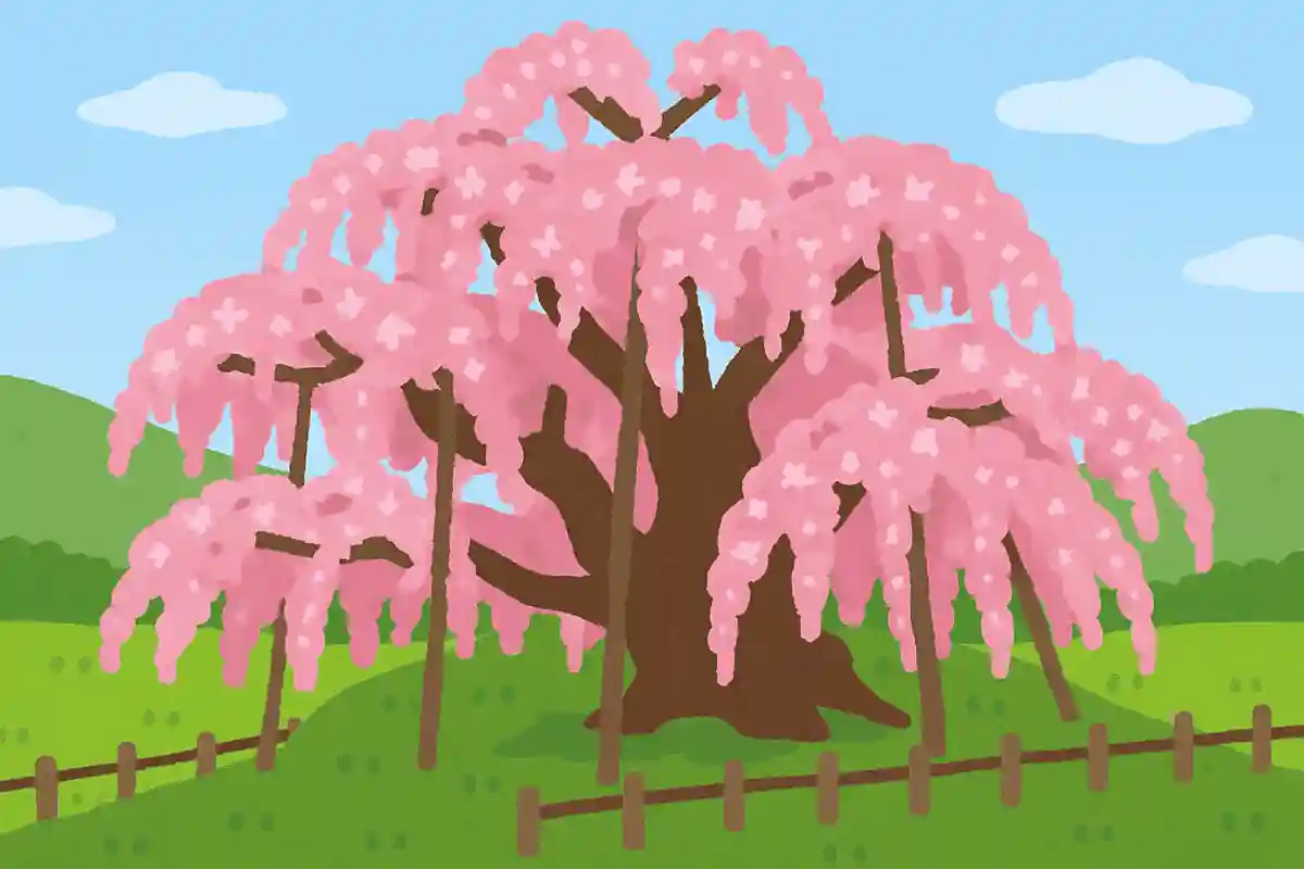 三春町に咲く三春滝桜は日本三大桜の一つNEW!