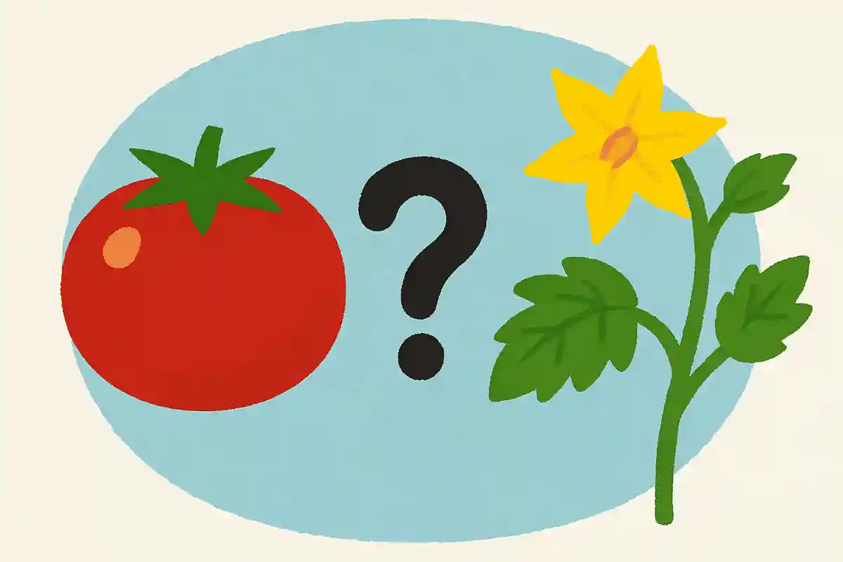 トマトの花は何色でしょう？NEW!