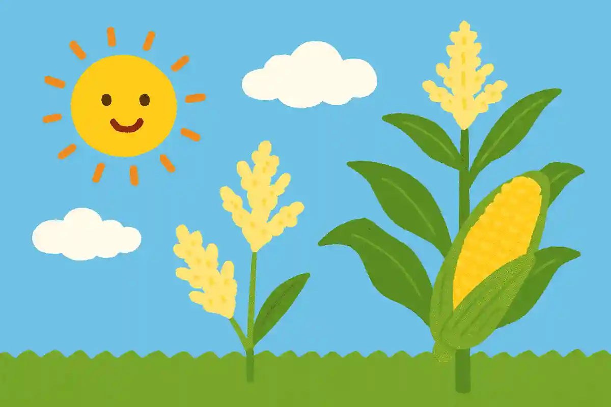 夏に食べることが多いとうもろこし。実は何色の花が咲くでしょう？NEW!