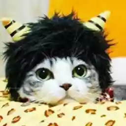 まちだねこ