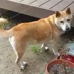 マサシ