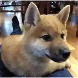 Kotaro