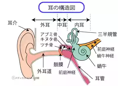 耳の構造図