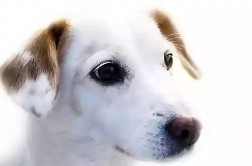 構ってほしい犬