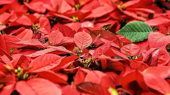 ボーカロイドのオケ制作から完成まで。クリスマスソング編