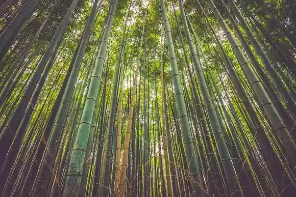 尺八の素材 竹