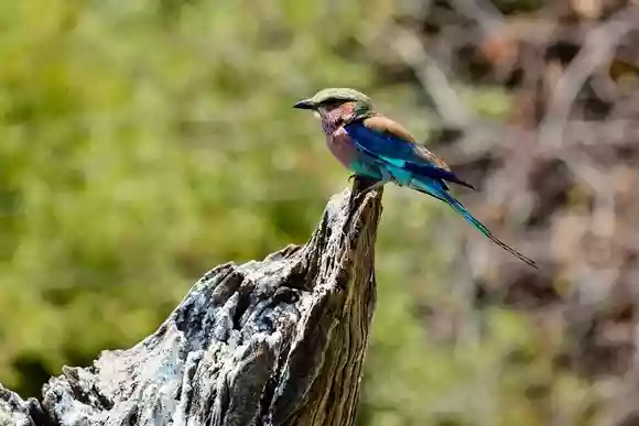 自然の中の鳥