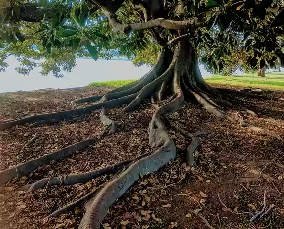 roots