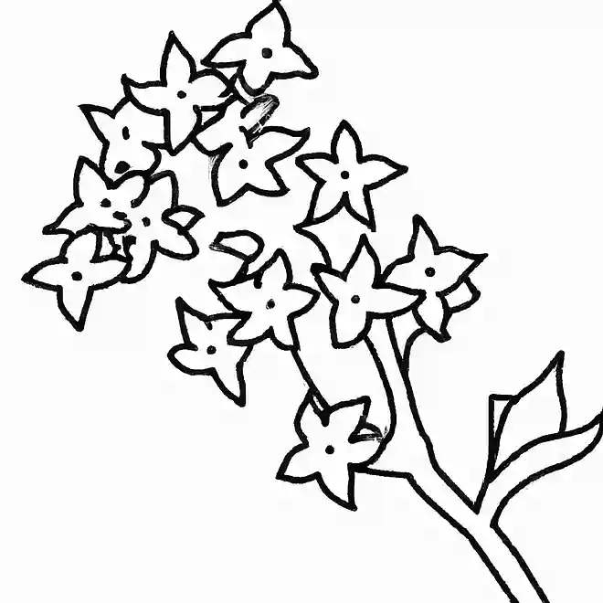 キンモクセイ