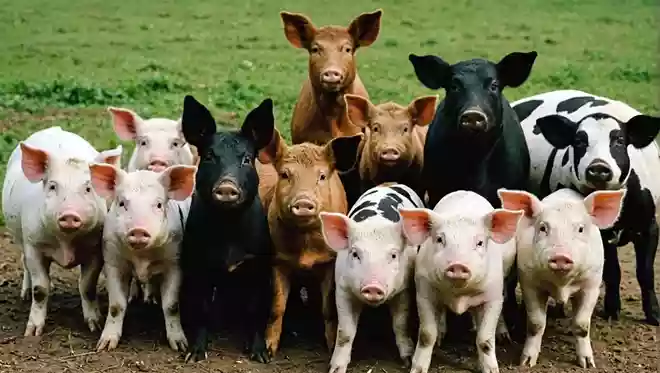 1977年リリースのアルバム『Animals』に登場する動物は豚と犬と何?
