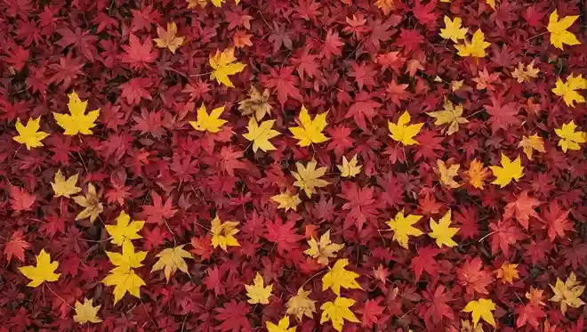 秋になると赤く色付き始める葉っぱは何でしょう?