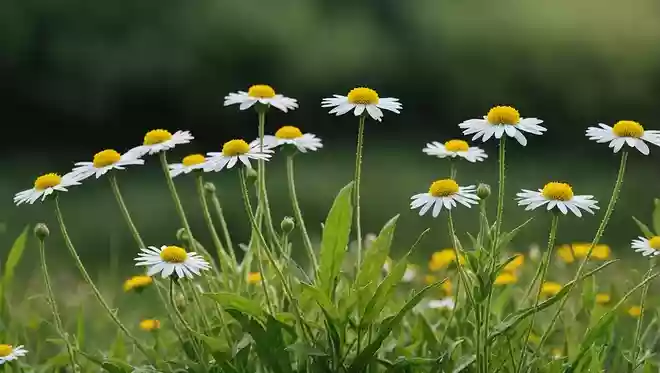 朝の草花についた露の光る様子で9月を表す言葉があります。何というでしょうか？