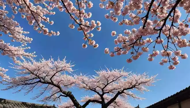 空をゆく ひとかたまりの 花吹雪
