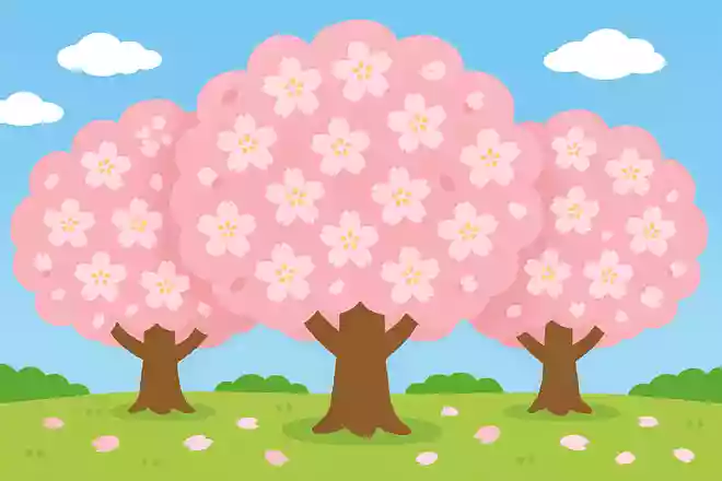 桜はどれぐらい咲くと満開と言われるでしょう?