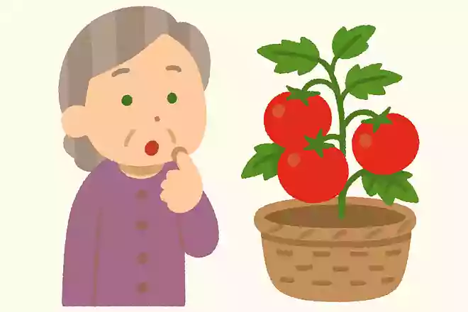 「毒がある」としてかつては観賞用だった野菜はなにでしょうか?