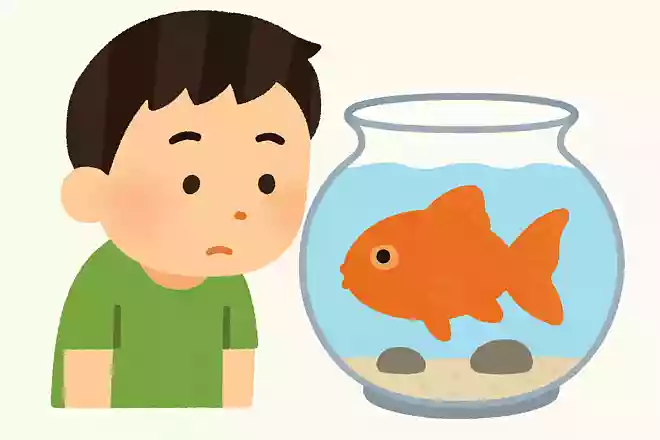 魚にはまぶたがある?ない?