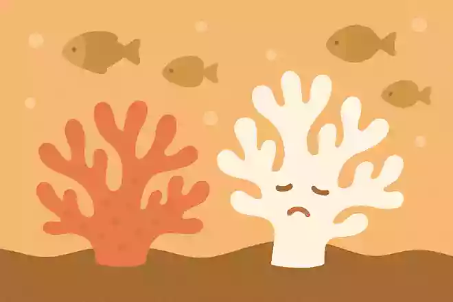サンゴは夏バテすると白くなる
