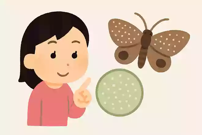 蛾の羽根に付いている粉は何でしょう?