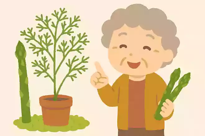 アスパラは元々観賞用だった