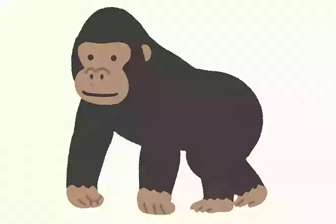 ゴリラの4足歩行はなんと呼ばれているでしょう?
