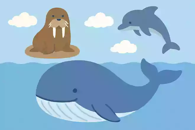 海、哺乳類、大きい