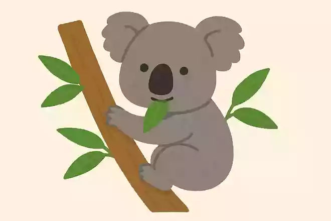 ユーカリの葉を食べる毛が灰色の動物は?