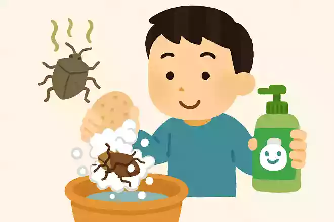 カメムシのニオイを取るには中性洗剤が効果的