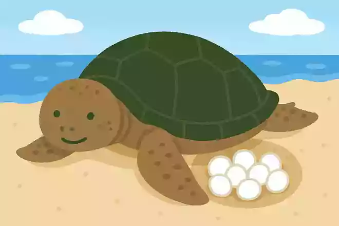 ウミガメは海のどこに卵を産むでしょうか。