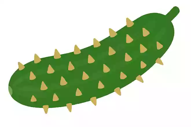 きゅうりの表面にあるトゲの役割はなんでしょう?