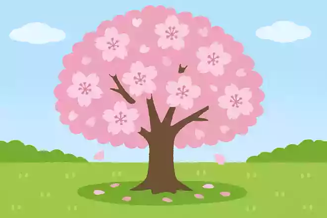 日本で1番多く植えられている桜はどれでしょう?