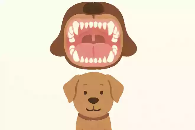 成犬の歯(永久歯)の数はいくつ?