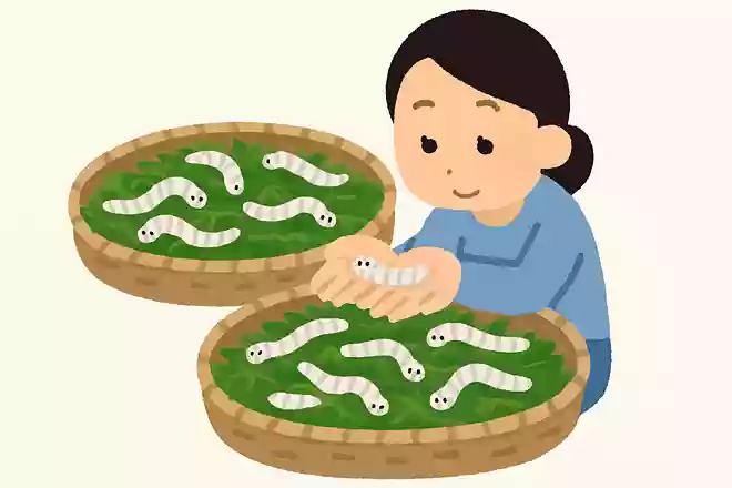 蚕は人間の管理なしでは生きられない