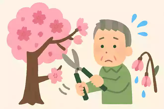桜の枝は切ると腐りやすくなる