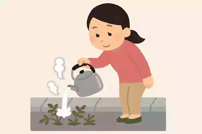 雑草に熱湯をかけると枯れる