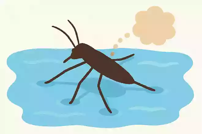 アメンボはニオイを発していますが、どんなニオイでしょうか?